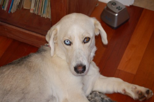 Mandy, awakens from a nap