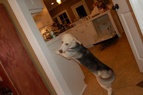 Dog, eating, counter