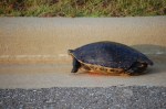 more-turtle-2-2008