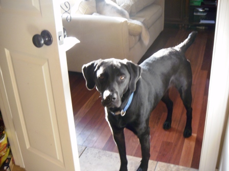 Dog, Labrador Retriever