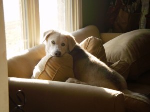 Dog, Couch, Window, husky-basset hound mix