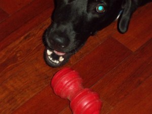Black lab, crazy Dog