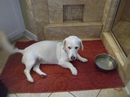 Basset Hound Husky dog