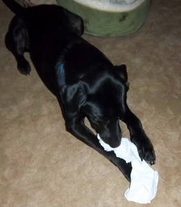 Dog, Chewing, Handkerchief