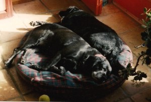 shadow and woof sleeping on same dog bed in the late 1990