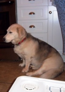 All this scavenging makes me sleepy!