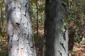 pine tree bark