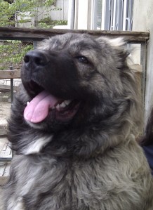 Bassa, Chief Correspondent of the BBC