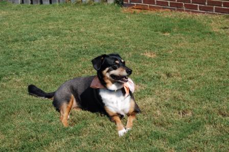 Australian shepherd mix, dog in back yard, dog in sun