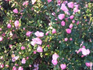 camellia bush
