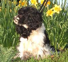 Cocker Spaniel