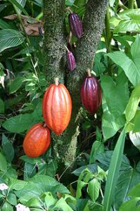 cocoa pods ripening Cocoa pods ripening on the Cacoa tree