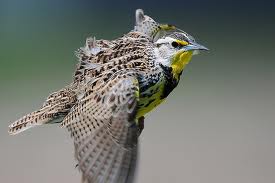 lark in flight lark, flight