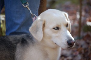 husky basset hound mix