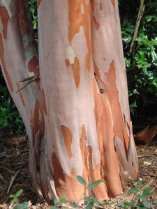 Crepe Myrtle Bark