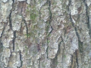Oak tree bark