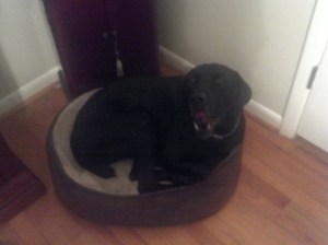 Darwin 2 Lab, Great Dane, Small Bed