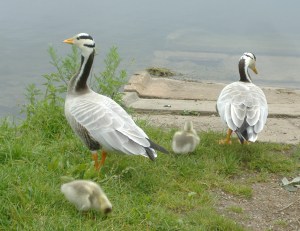 geese and gosling AJKoops