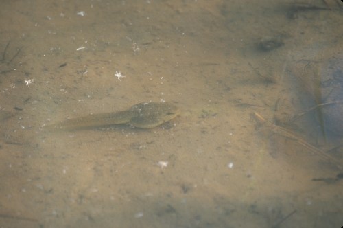 tadpole, bull frog