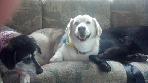 Basset Hound, Husky Mix