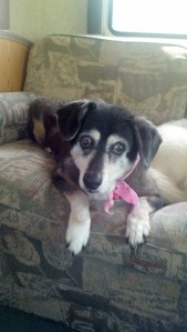 Australian Shepherd Mix Camping
