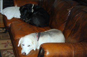 Mandy and Darwin rest from their labors