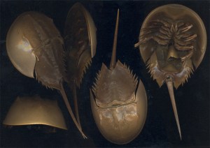 Horseshoe crabs