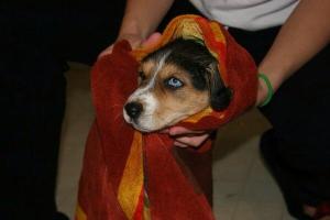 Stella as a Puppy - the only buskey puppy picture I have! 