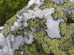 Lichen, Rock, Map Lichen, Arctic
