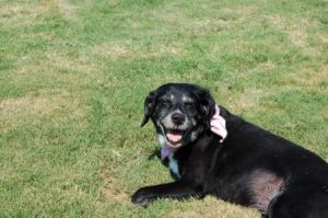 Dog, Sleeping in the Sun, Old Dog