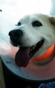 Huskey Basset Hound, Cone