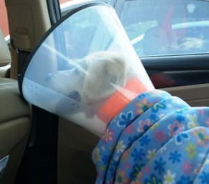 Mandy - the orange is a bandage, not a collar. 